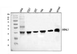 Anti-MBNL1 Antibody Picoband® Boster Bio