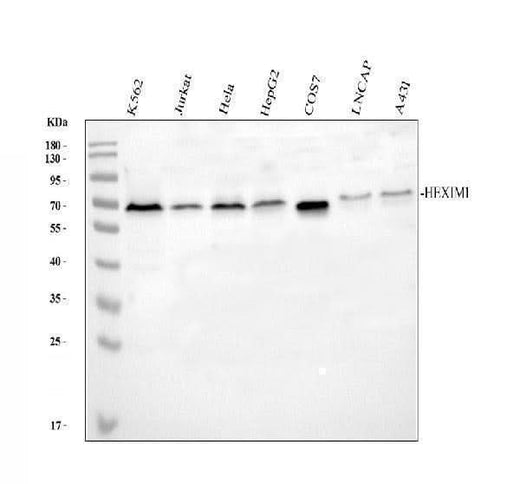 Anti-HEXIM1 Antibody Picoband® Boster Bio