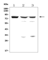 Anti-MASP2 Antibody Picoband® Boster Bio