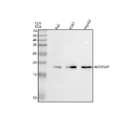 Anti-ALOX5AP Antibody Picoband® Boster Bio
