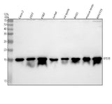 Anti-RPS19 Antibody Picoband® Boster Bio