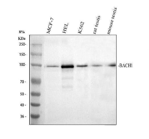 Anti-BACH1.3/BACH1 Antibody Picoband® Boster Bio