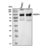 Anti-CD204/Msr1 Antibody Picoband® Boster Bio
