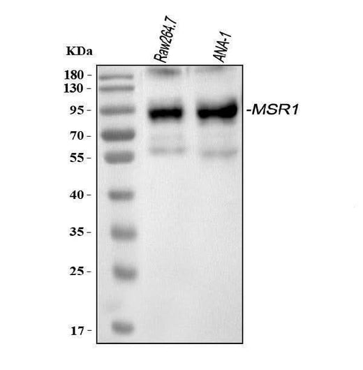 Anti-CD204/Msr1 Antibody Picoband® Boster Bio