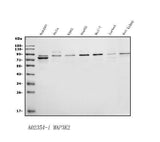 Anti-MEKK2/MAP3K2 Antibody Picoband® Boster Bio