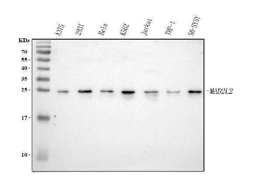 Anti-MAD2L2 Antibody Picoband® Boster Bio