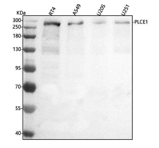 Anti-PLCE1 Antibody Picoband® Boster Bio