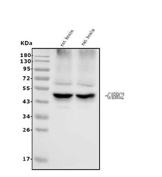 Anti-GABA A Receptor gamma 2/GABRG2 Antibody Picoband® Boster Bio
