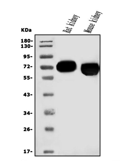 Anti-EAAT3/SLC1A1 Antibody Picoband® Boster Bio