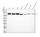 Anti-HLCS Antibody Picoband® Boster Bio