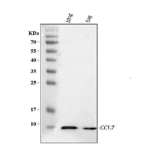 Anti-Ccl7 Antibody Picoband® Boster Bio