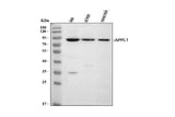 Anti-APPL/APPL1 Antibody Picoband® Boster Bio