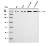 Anti-beta 1 Spectrin/SPTB Antibody Picoband® Boster Bio