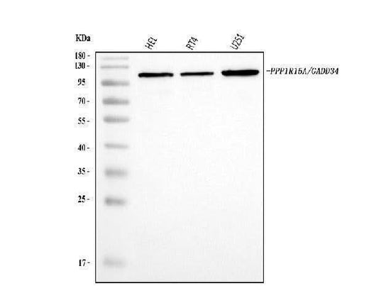 Anti-GADD34/PPP1R15A Antibody Picoband® Boster Bio