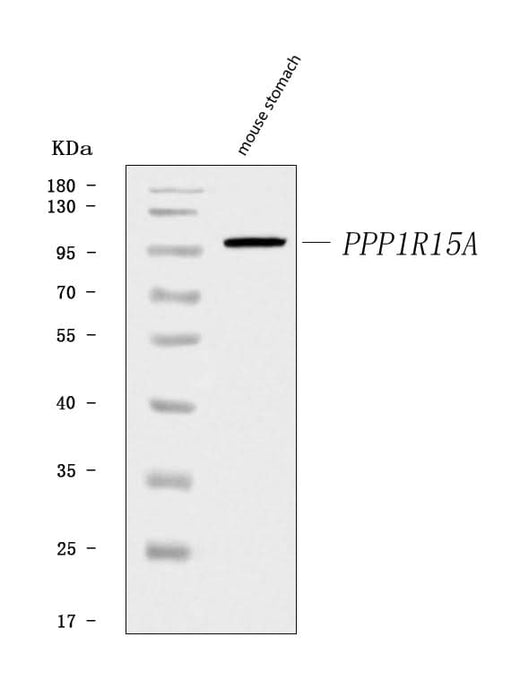 Anti-GADD34/Ppp1r15a Antibody Picoband® Boster Bio