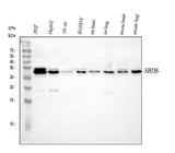 Anti-SBDS Antibody Picoband® Boster Bio