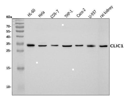 Anti-CLIC1 Antibody Picoband® Boster Bio