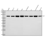 Anti-DVL2 Antibody Picoband® Boster Bio