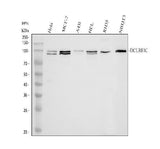Anti-DCLRE1C Antibody Picoband® Boster Bio