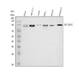 Anti-DCLRE1C Antibody Picoband® Boster Bio