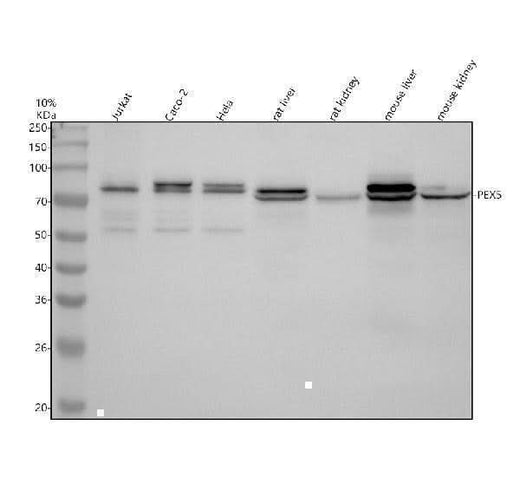 Anti-PEX5 Antibody Picoband® Boster Bio