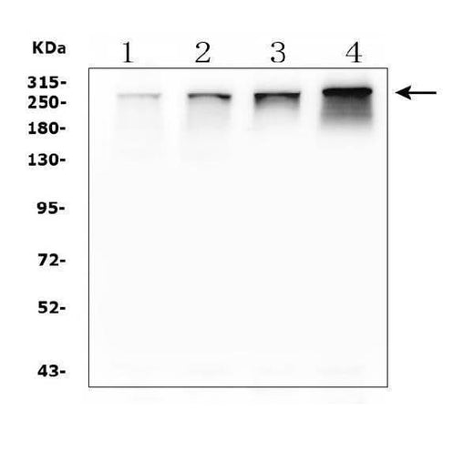 Anti-NUP214 Antibody Picoband® Boster Bio