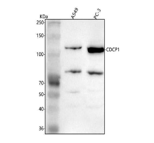 Anti-CDCP1 Antibody Picoband® Boster Bio