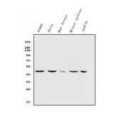 Anti-Inhibin alpha/INHA Antibody Picoband® Boster Bio