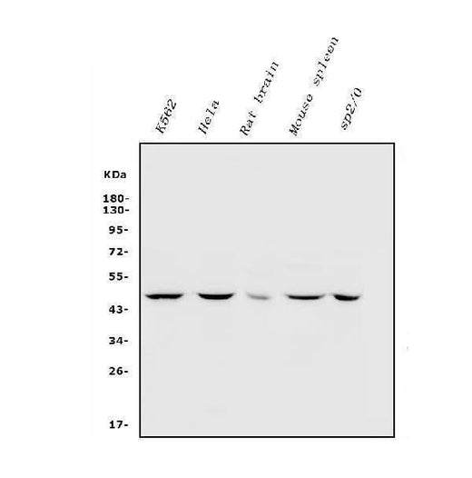 Anti-Inhibin alpha/INHA Antibody Picoband® Boster Bio