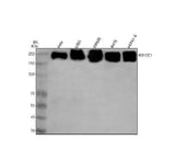 Anti-RB1CC1 Antibody Picoband® Boster Bio
