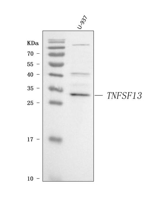 Anti-APRIL/TNFSF13 Antibody Picoband® Boster Bio