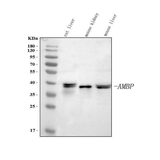 Anti-Alpha 1 microglobulin/Ambp Antibody Picoband® Boster Bio