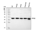 Anti-PPID Antibody Picoband® Boster Bio