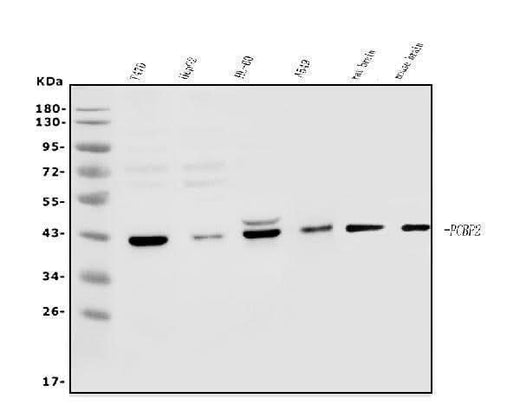 Anti-PCBP2/hnRNP E2 Antibody Picoband® Boster Bio