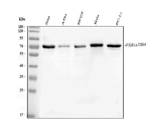 Anti-FCGR1A Antibody Picoband® Boster Bio