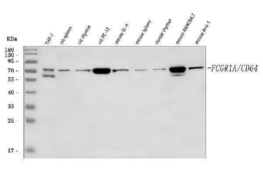 Anti-CD64/FCGR1A Antibody Picoband® Boster Bio