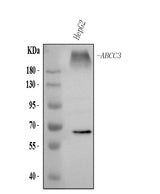 Anti-ABCC3 Antibody Picoband® Boster Bio