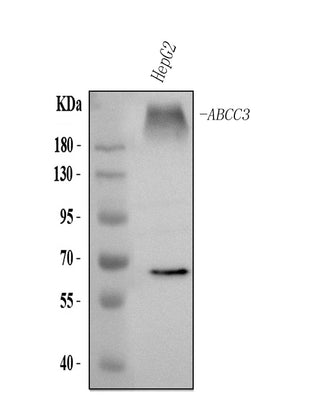 Anti-ABCC3 Antibody Picoband® Boster Bio