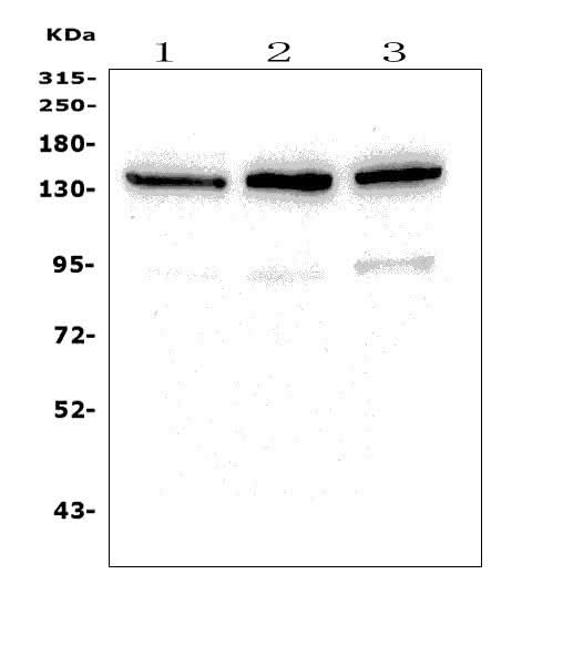Anti-SCOP/PHLPP1 Picoband® Antibody Boster Bio