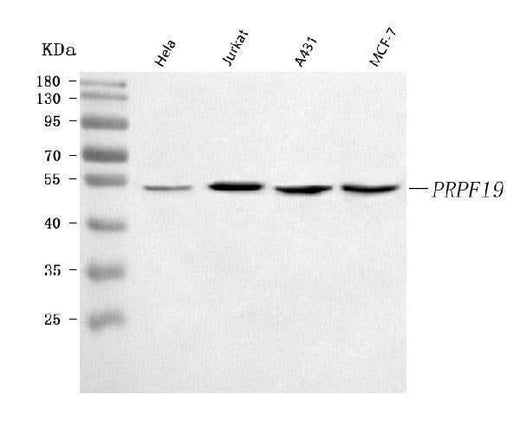 Anti-PRPF19 Antibody Picoband® Boster Bio