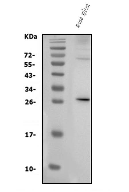 Anti-IL3 Antibody Picoband® Boster Bio