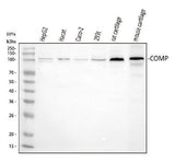 Anti-COMP Antibody Picoband® Boster Bio