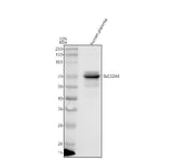 Anti-OAT1/SLC22A6 Antibody Picoband® Boster Bio