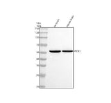 Anti-PICK1 Antibody Picoband® Boster Bio