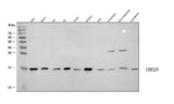 Anti-Ubc13/UBE2N Antibody Picoband® Boster Bio