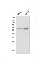 Anti-NOXA2/p67phox/NCF2 Antibody Picoband® Boster Bio