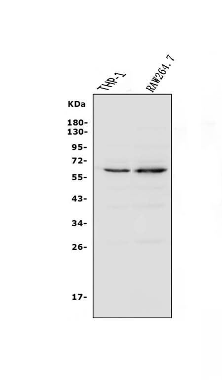Anti-NOXA2/p67phox/NCF2 Antibody Picoband® Boster Bio