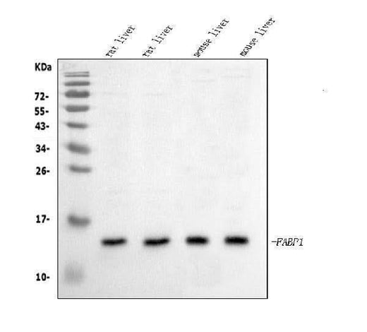 Anti-liver FABP/Fabp1 Antibody Picoband® Boster Bio
