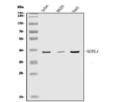 Anti-NDEL1 Antibody Picoband® Boster Bio