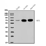 Anti-NEFL/NF-L Antibody Picoband® Boster Bio